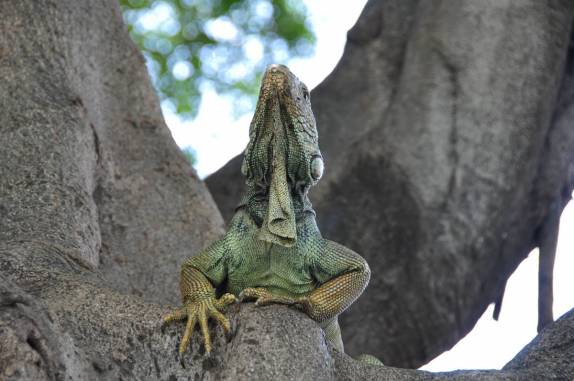 As famosas iguanas da Plaza Bolívar, em Guayaquil - Equador